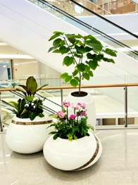 北仑绿植租摆合同-宁波室内植物出租-杭州湾室内植物租赁-北仑花卉租摆申请